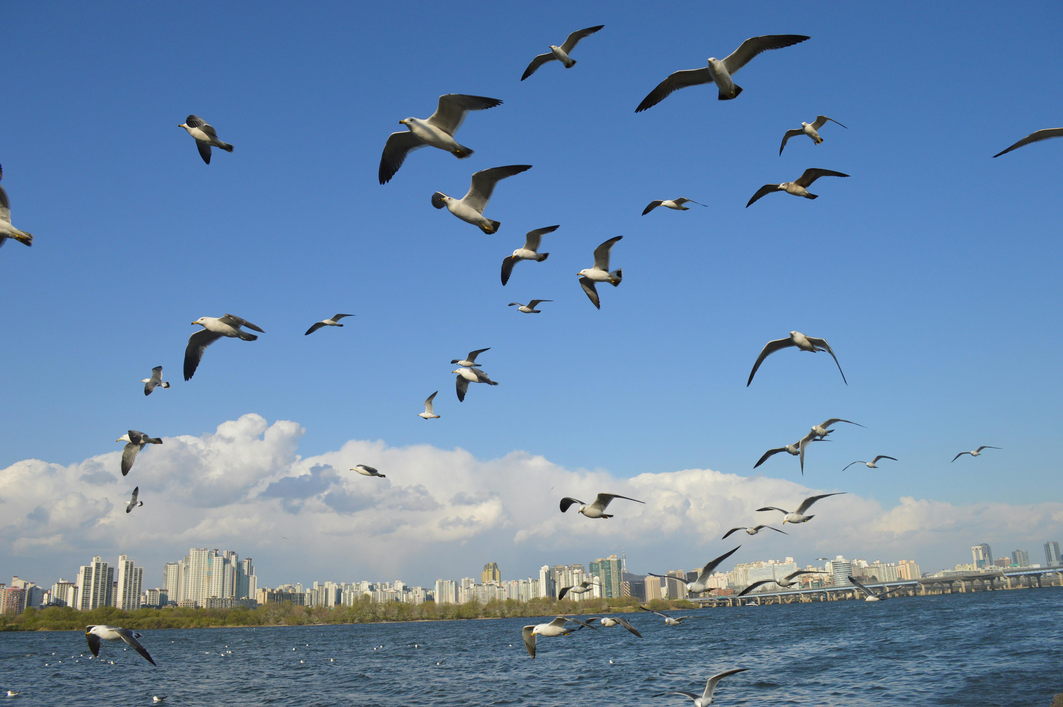Flock Of Seagulls Flying Over Sea Free Stock Photo