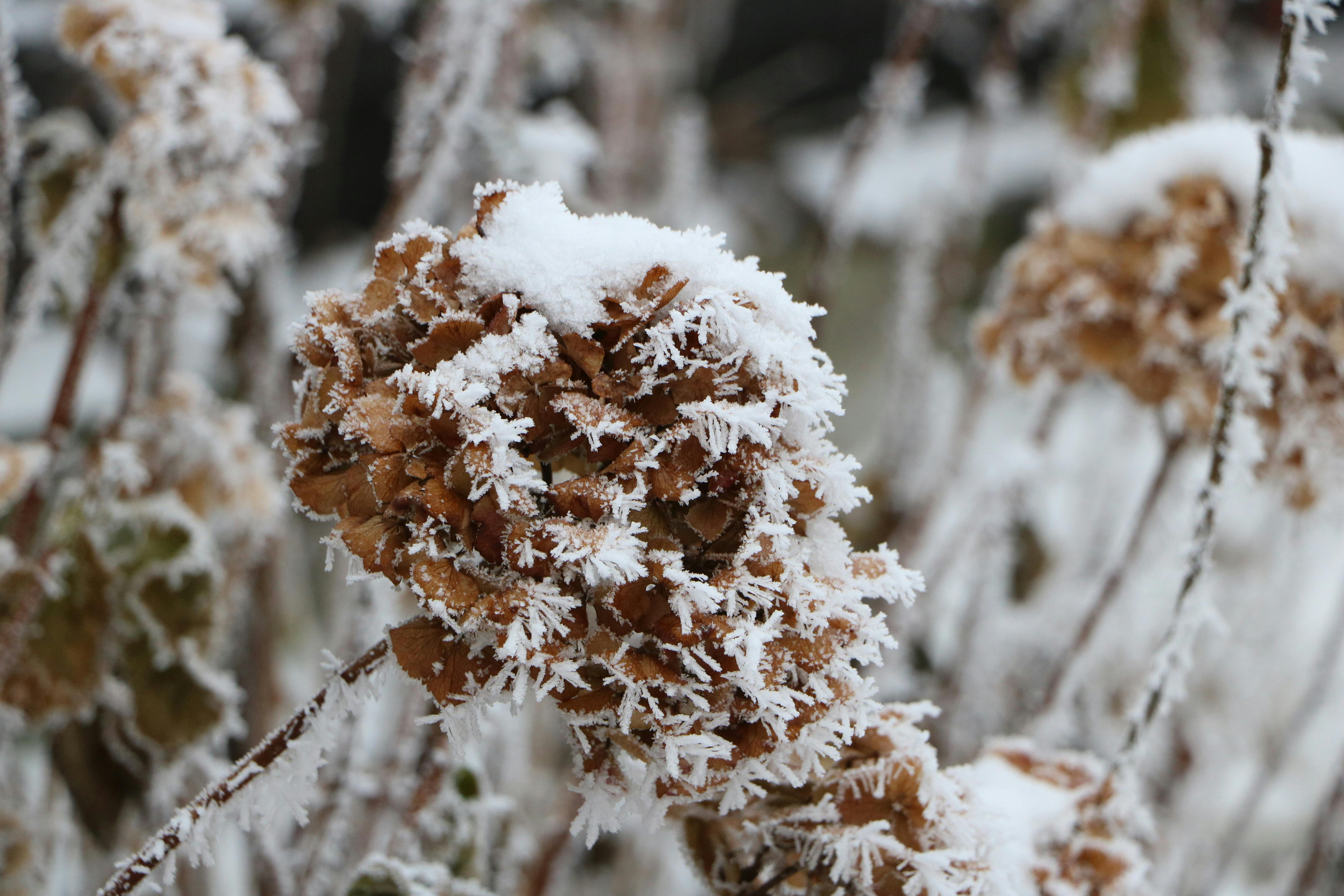 Interacción Nieve-Plantas Perennes: Protección Térmica, Hidratación y Riesgos