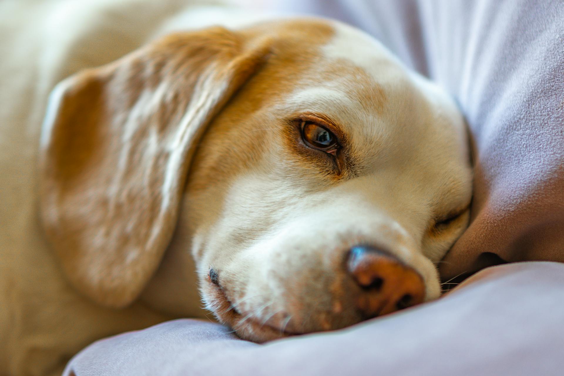 Close-up van een hond