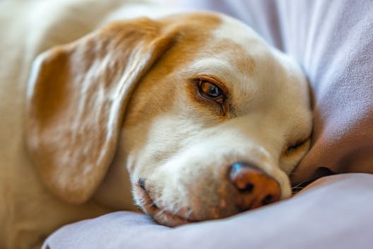 Lab Dog Ears Care: Common Issues, Symptoms & Treatment