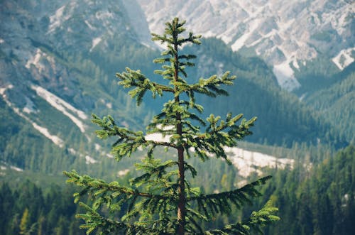 Immagine gratuita di albero, conifera, montagne