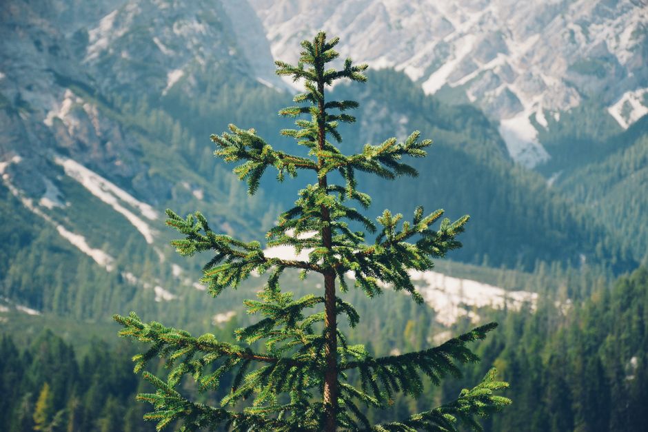 Tall coniferous tree with clear lower trunk and high canopy — when not to DIY pruning pine trees lower branches in Surrey BC