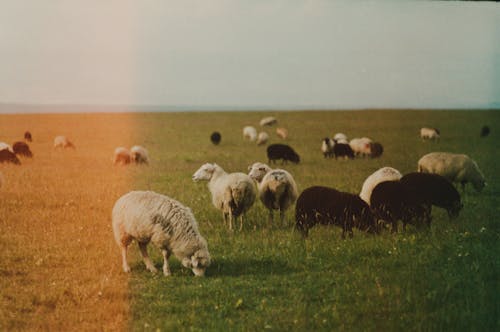 Безкоштовне стокове фото на тему «вівці, їжа, краєвид»