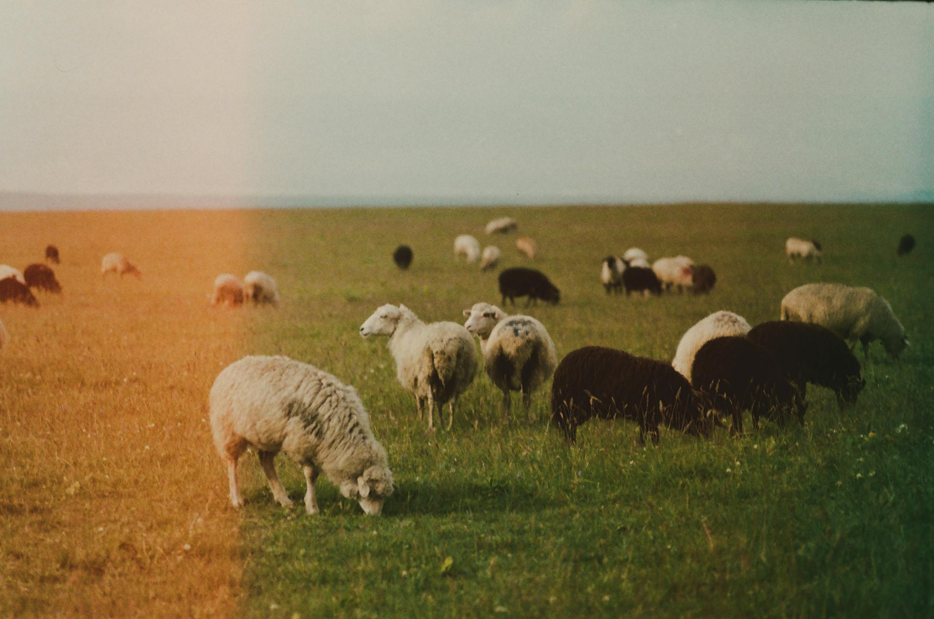 Herd of Sheep on Green Grass Field