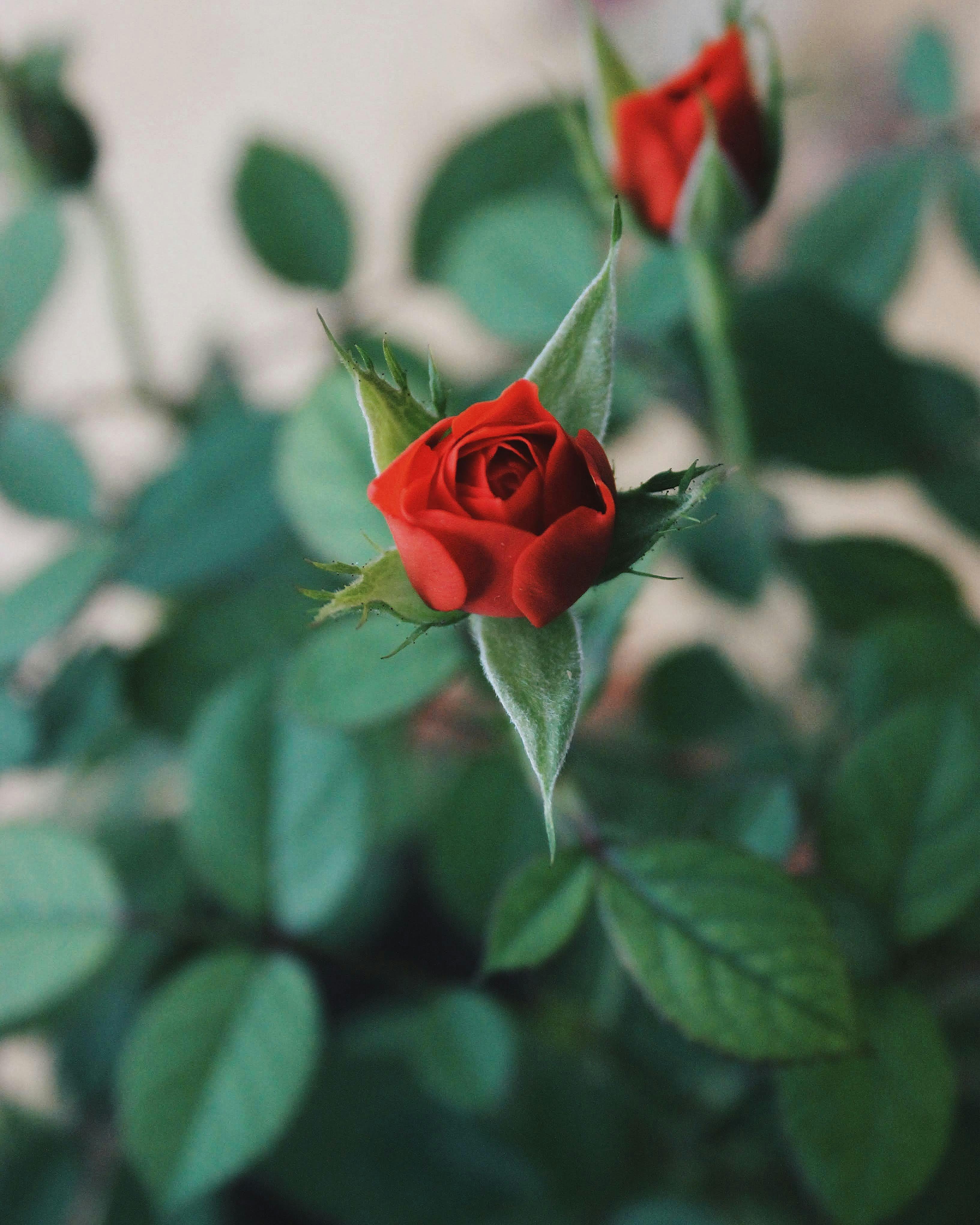 Close-up of a blooming red rose with lush green leaves in natural lighting, emphasizing nature's beauty.
