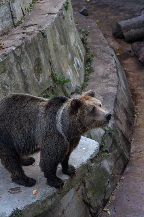 Безкоштовне стокове фото на тему «ведмідь, вертикальні постріл, дика тварина»