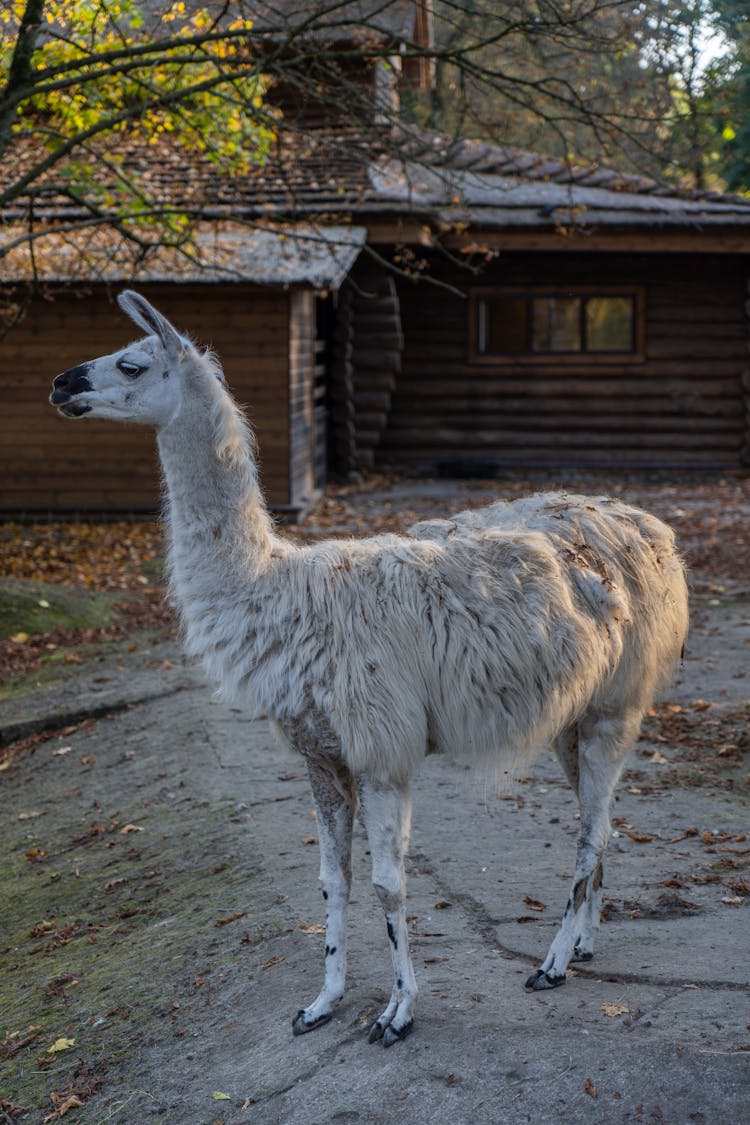 White Llama  Standing In A Zoo