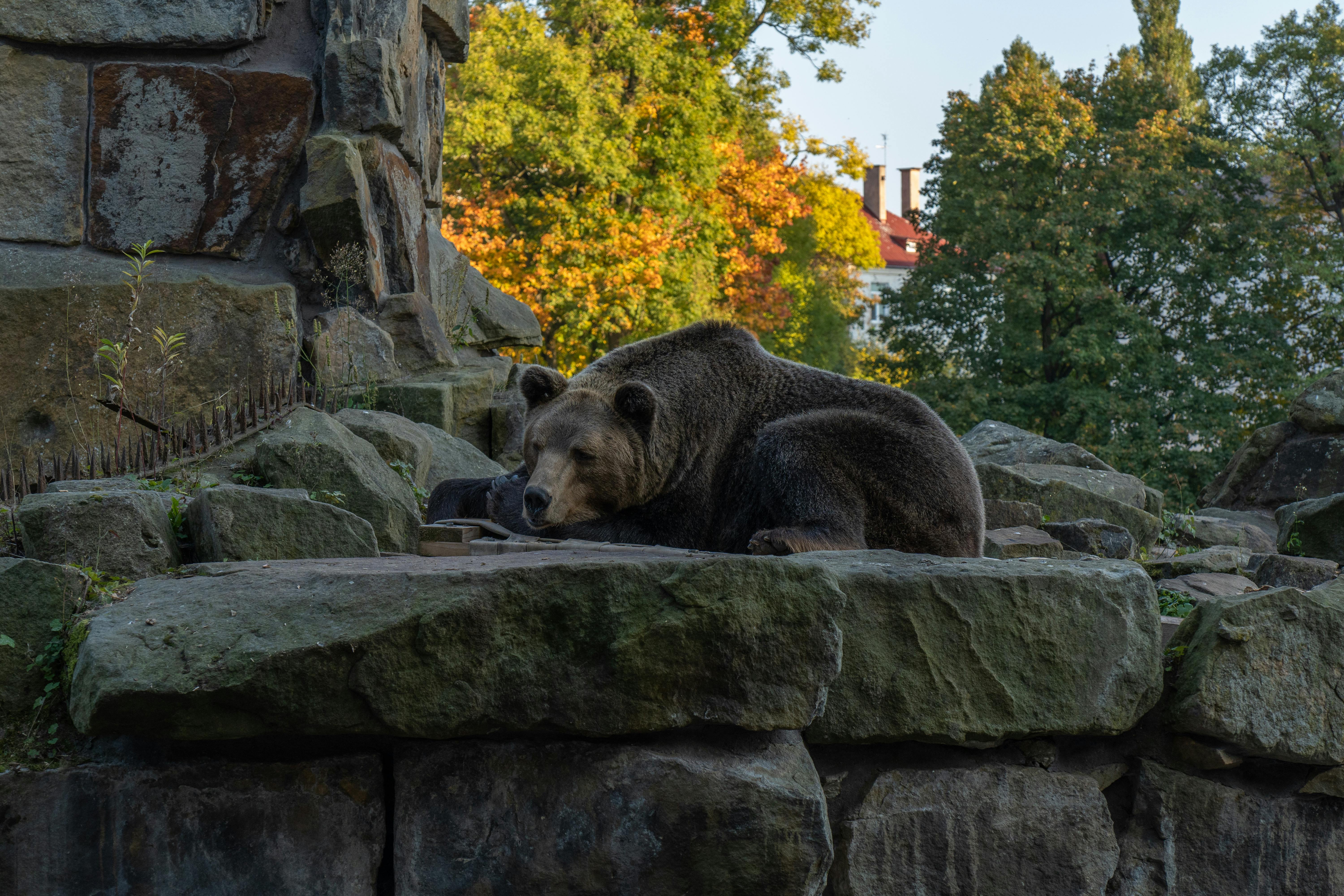 Brown Bear  The Maryland Zoo