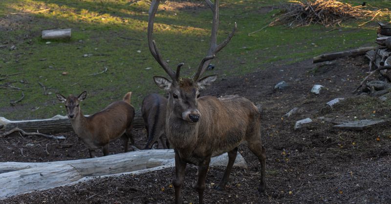 Comment choisir entre un zoo et un parc animalier ?