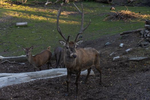 Brown Deer on Green Grass Field