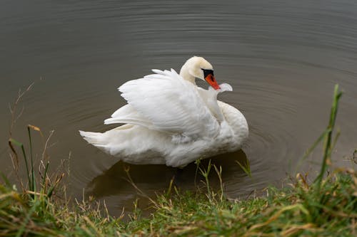 Fotobanka s bezplatnými fotkami na tému kačica, labuť, perá