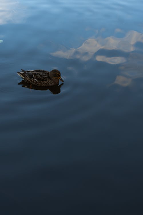 Kostnadsfri bild av anka, djur, fågelfotografering