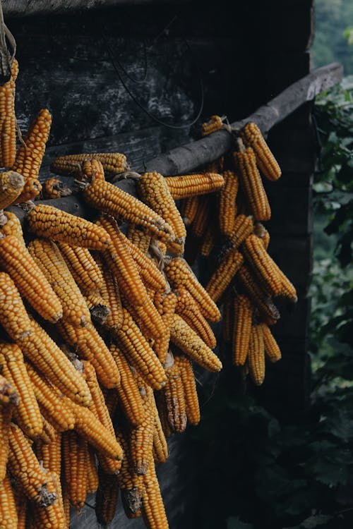 Corns Tied Together Hanged on a Branch