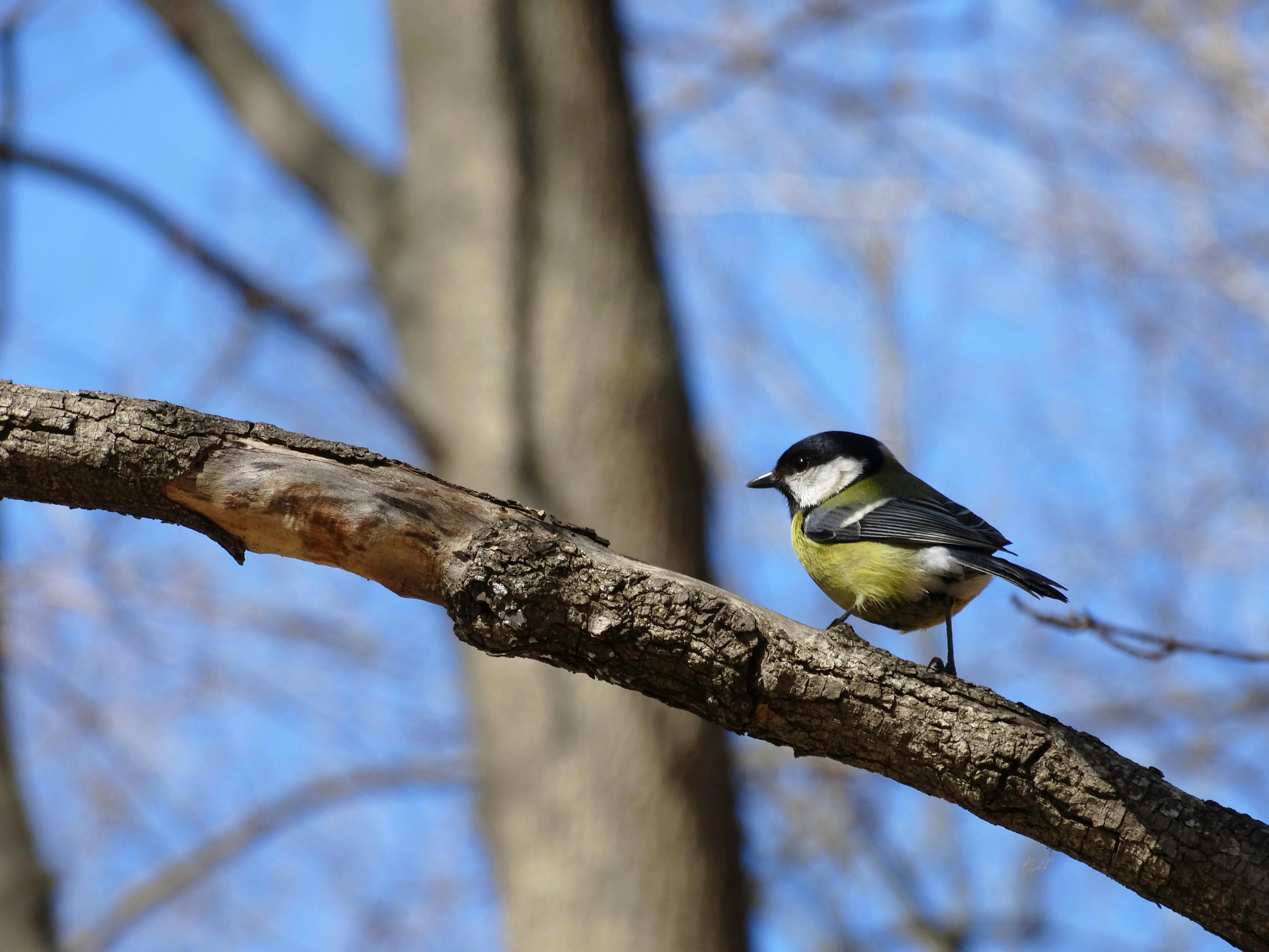 Bird Perched On A Branch · Free Stock Photo