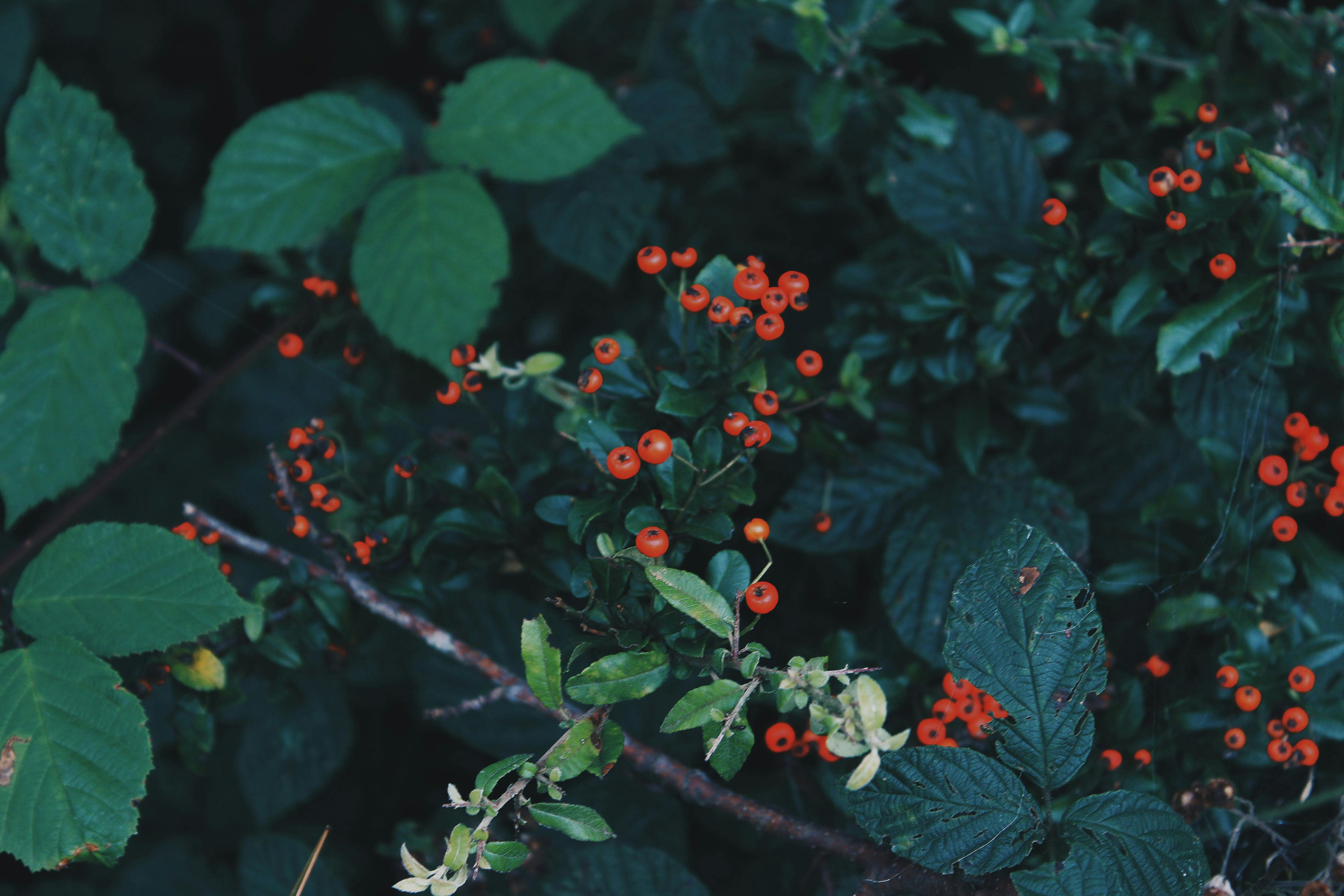 Shrub with Red Berries &middot; Free Stock Photo