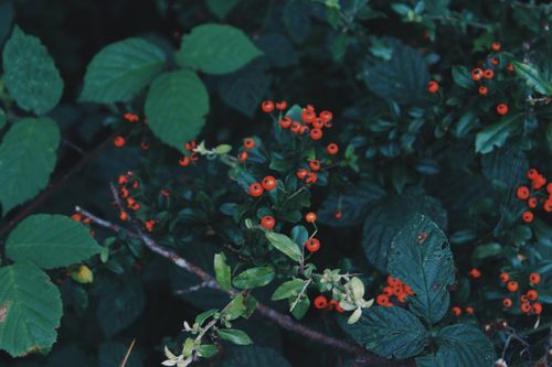 Free Close-up of vibrant red berries surrounded by lush green leaves, showcasing the beauty of nature. Stock Photo