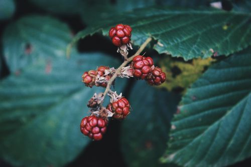 Free Detailed close-up of unripe red blackberries on a bush, showcasing natural textures and colors. Stock Photo