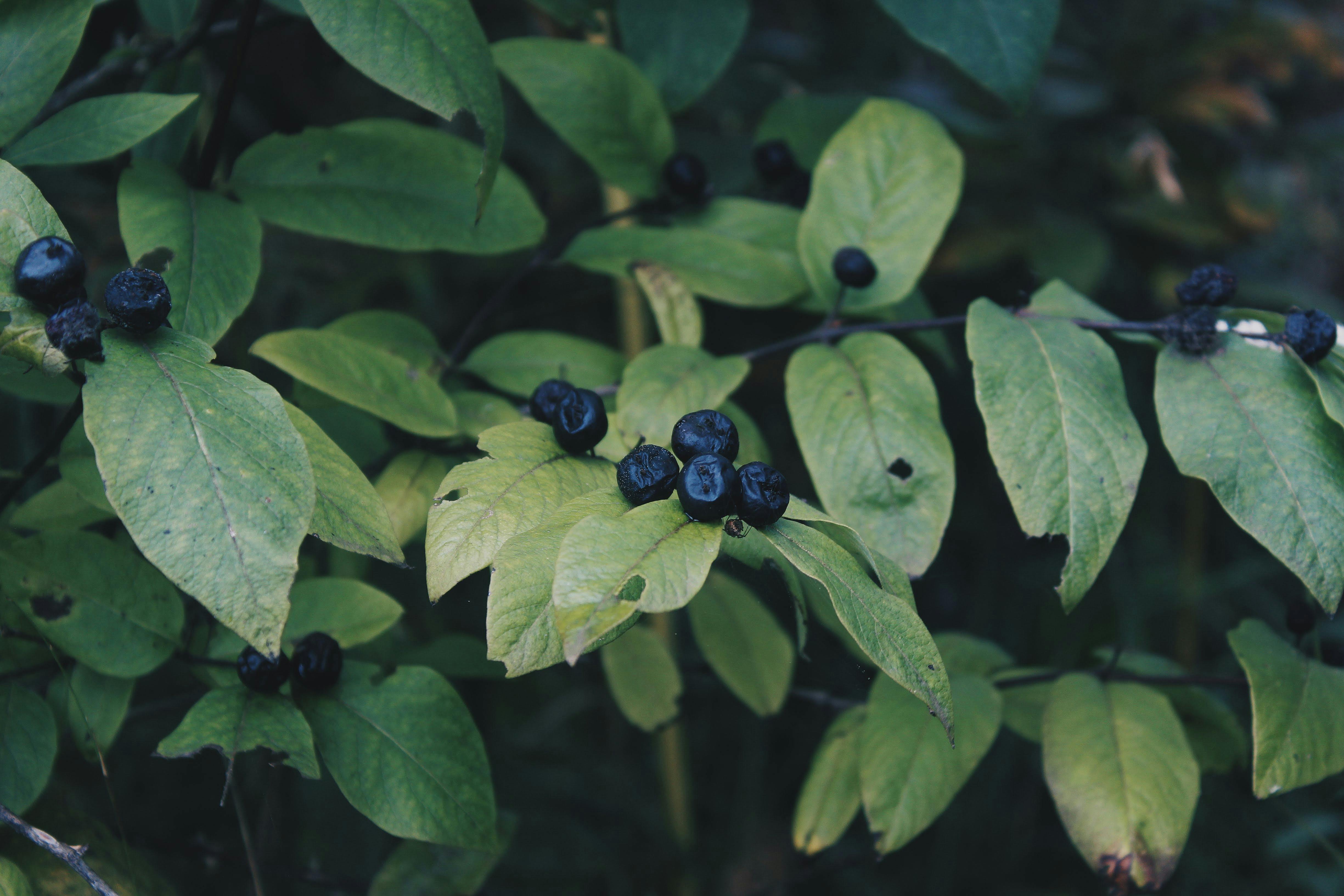 A detailed close-up of lush green leaves adorned with small dark berries, offering a natural and healthy vibe.