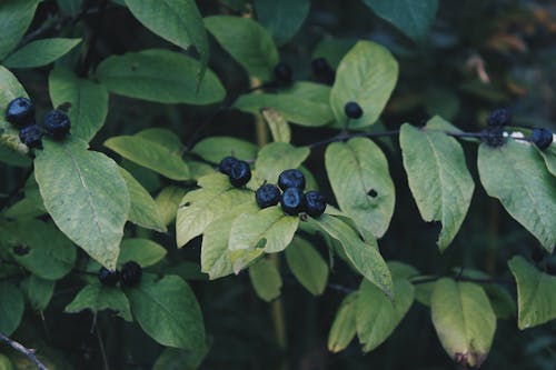Blueberries on Green Leaves