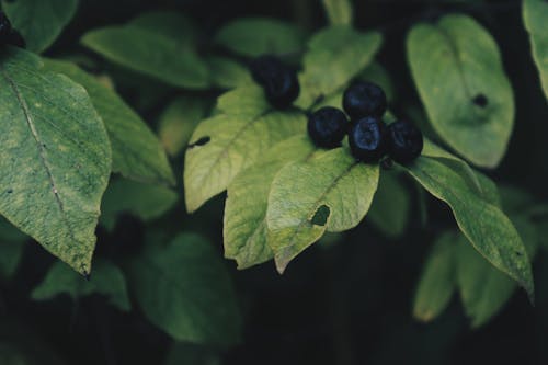 Ripe Huckleberries with Leaves