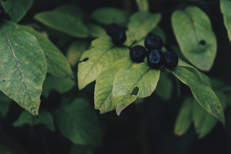 Ripe Huckleberries With Leaves