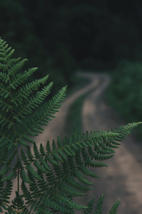 Green Fern Plant in Close-Up Photography