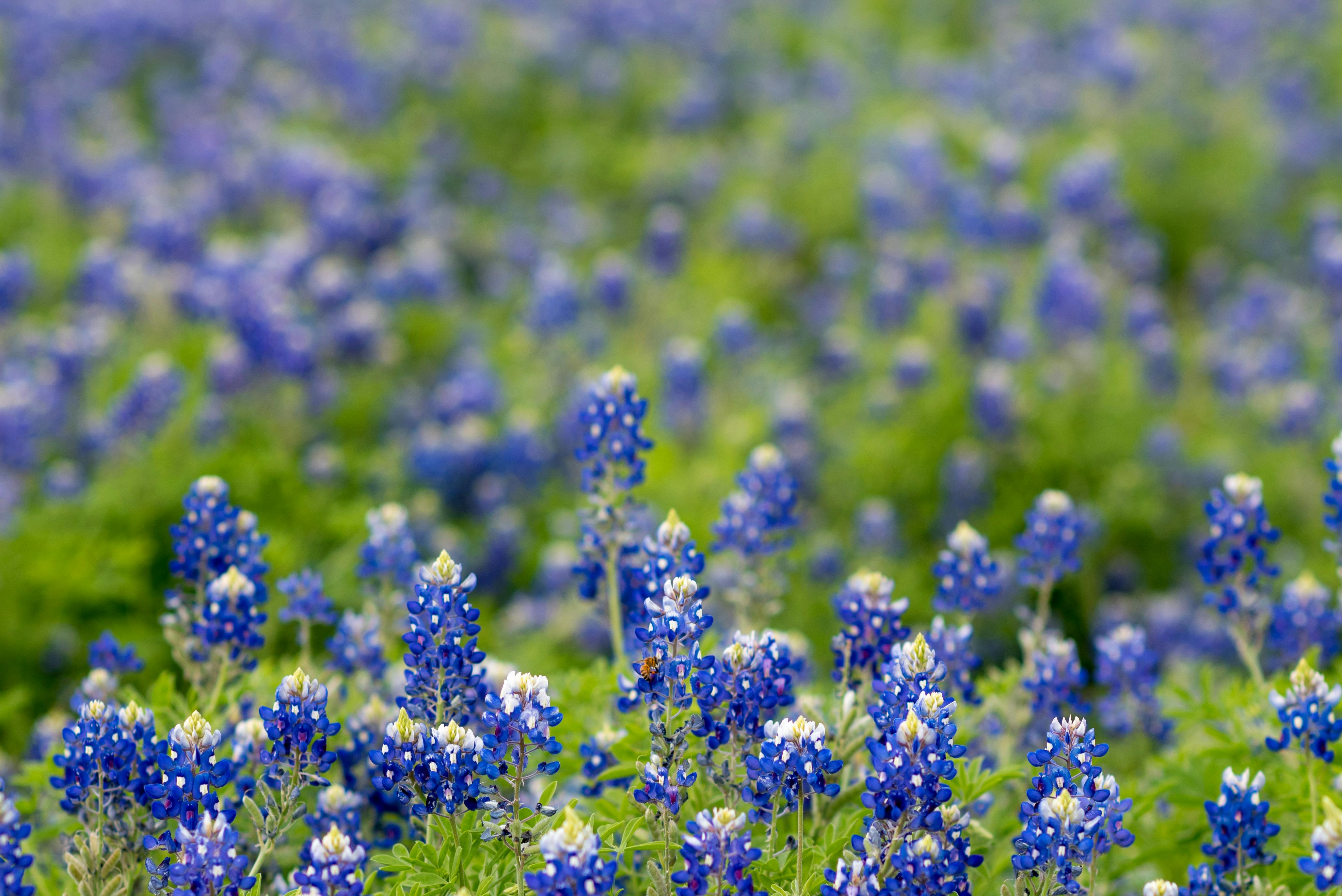 Large Scale Texas Bluebonnet Botanical Wallpaper  Spoonflower