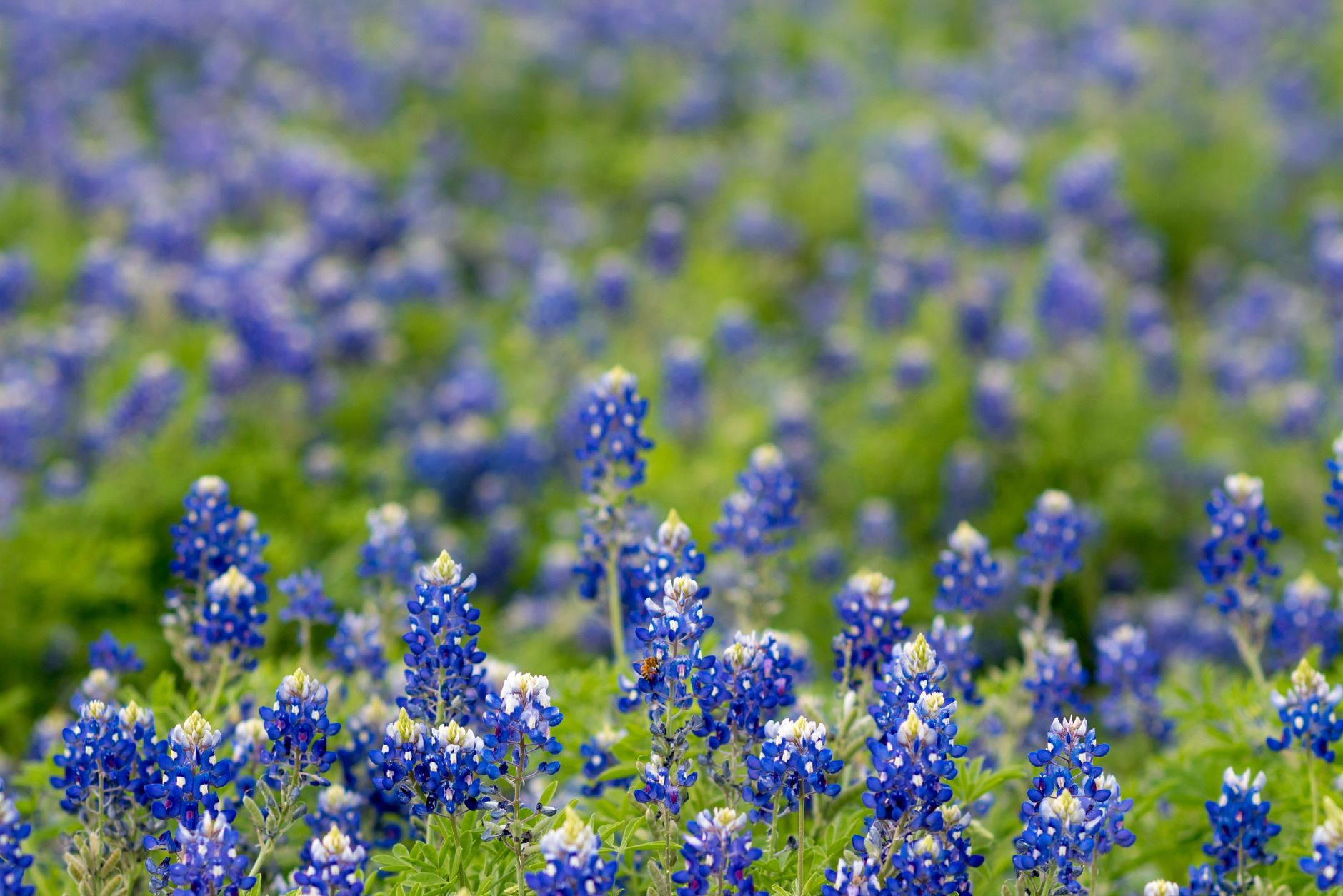 Texas Travel Guide Texas Trip Advisor