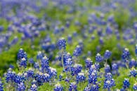 春天，充满活力的德克萨斯州矢车菊盛开，展现大自然的美丽