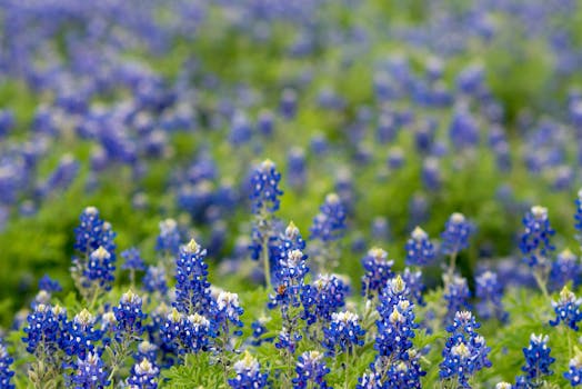 春天，充满活力的德克萨斯州矢车菊盛开，展现大自然的美丽