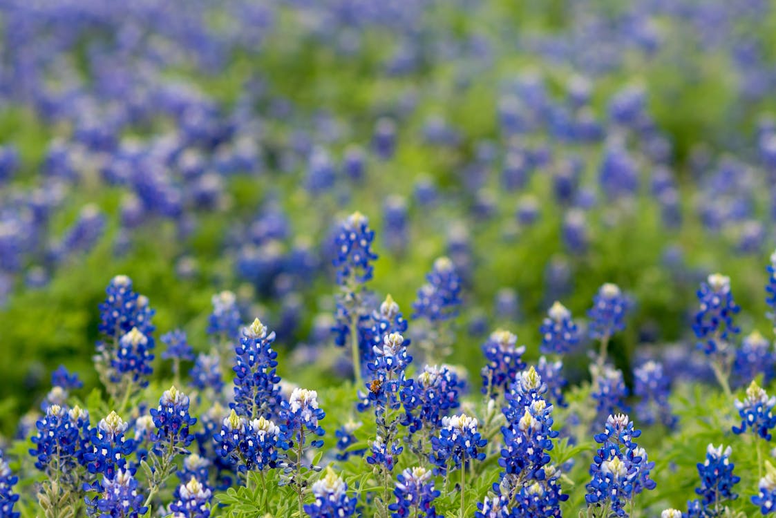 Free Field of Texas Bluebonnet Stock Photo