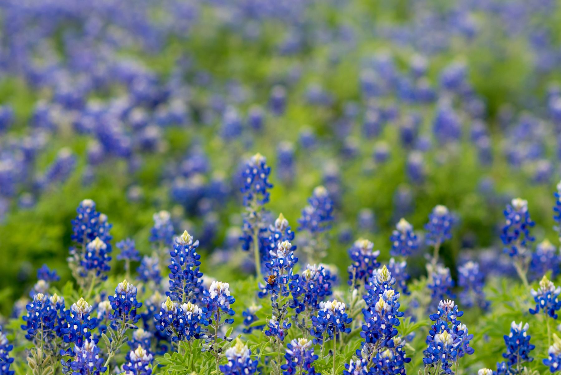 Field of Texas bluebonnets at golden light