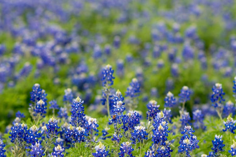 Field Of Texas Bluebonnet