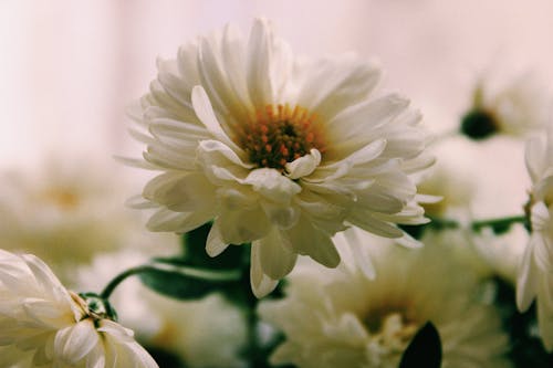 White Chrysanthemum Flowers in Close-Up Photography 
