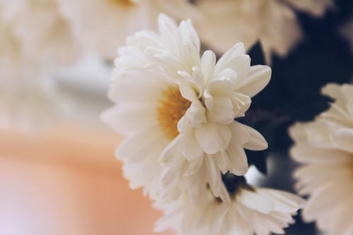Close-up Photo of a White Chrysanthemum 