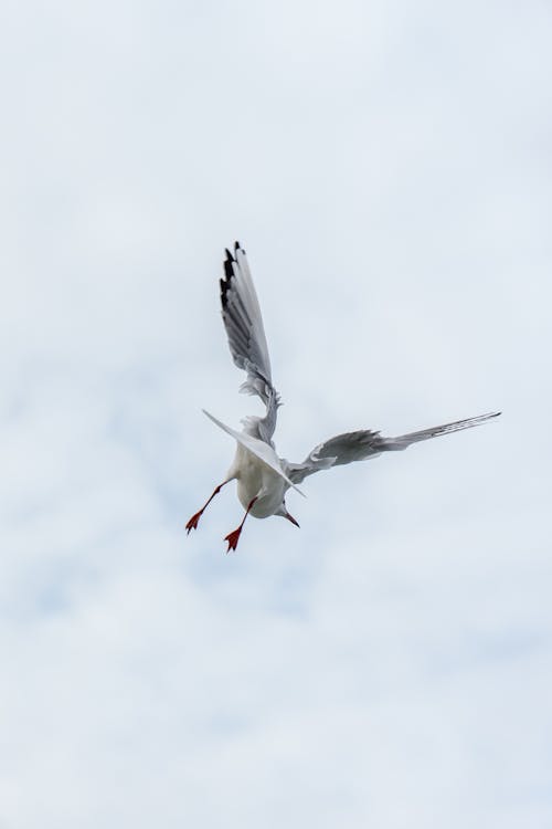 Kostnadsfri bild av fiskmås, flygande, himmel