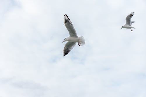 Foto profissional grátis de ave, céu, gaivota