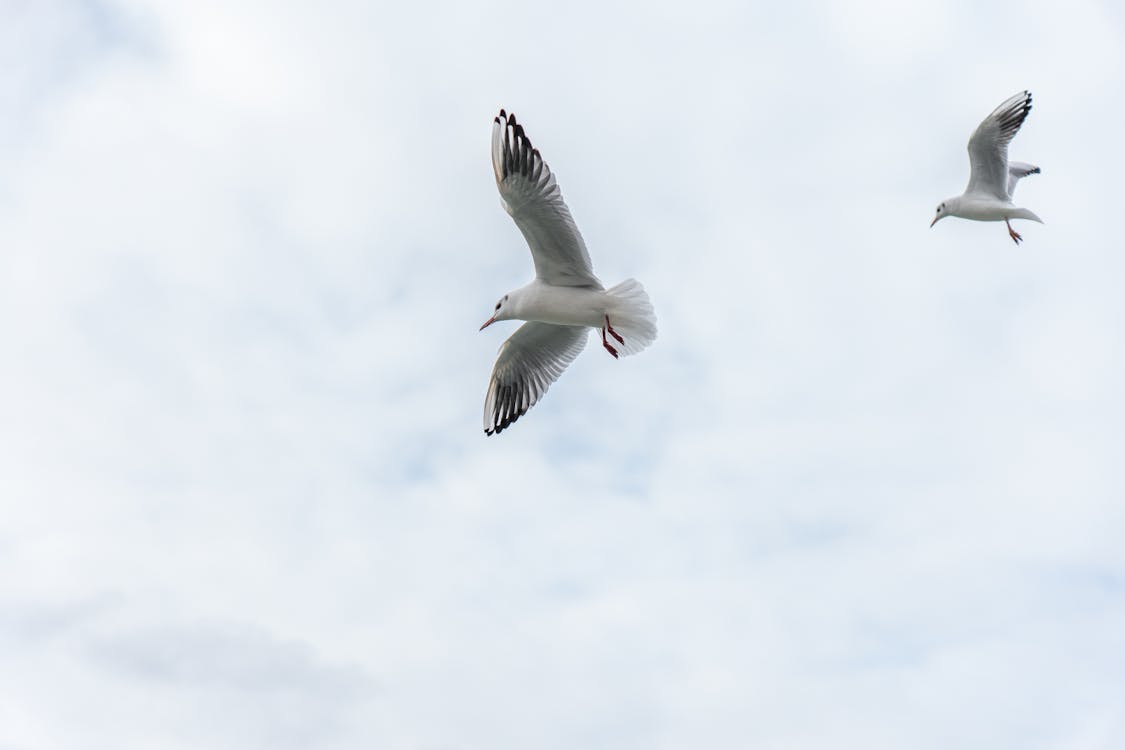 Foto profissional grátis de ave, céu, gaivota