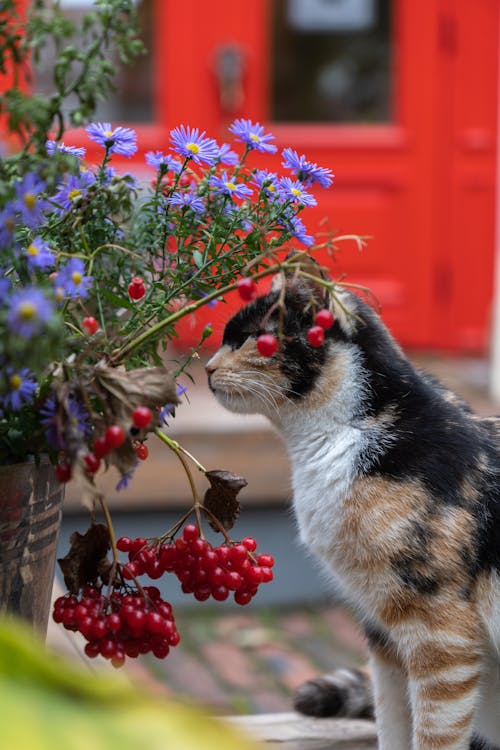 Безкоштовне стокове фото на тему «вулиці, квіти, кішка»