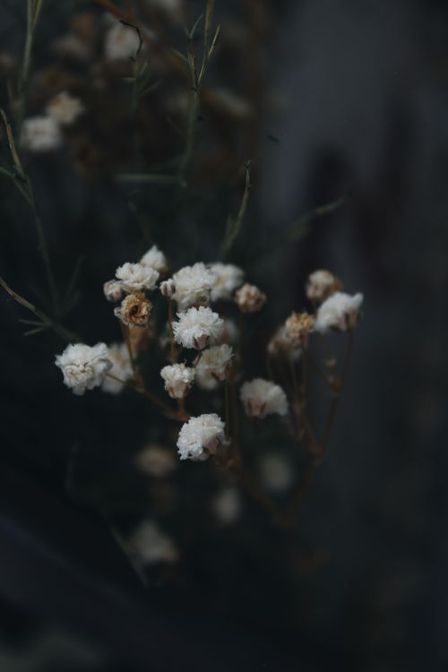 Free Artistic close-up of small white flowers with a moody, dark background, emphasizing natural beauty. Stock Photo