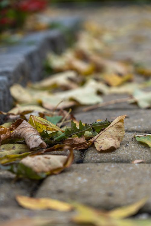 Бесплатное стоковое фото с листья, осень, пасмурный