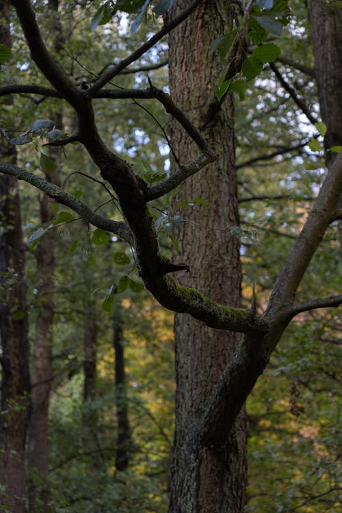 Kostnadsfri bild av bark, grenar, löv