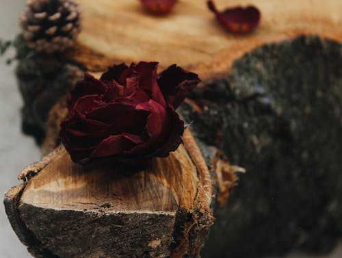 Red Rose on Cut Tree Trunk 