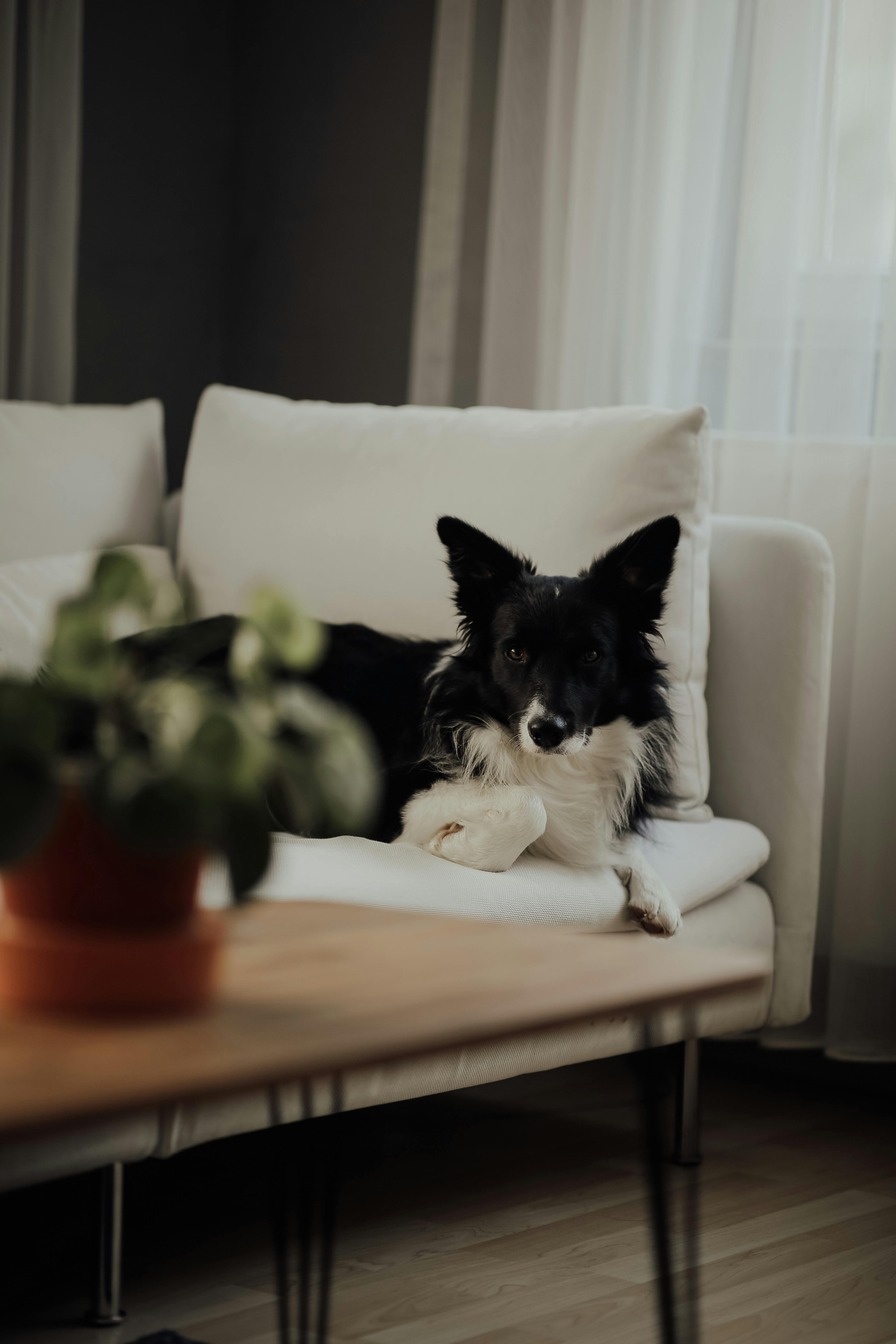 black and white dog lying on sofa