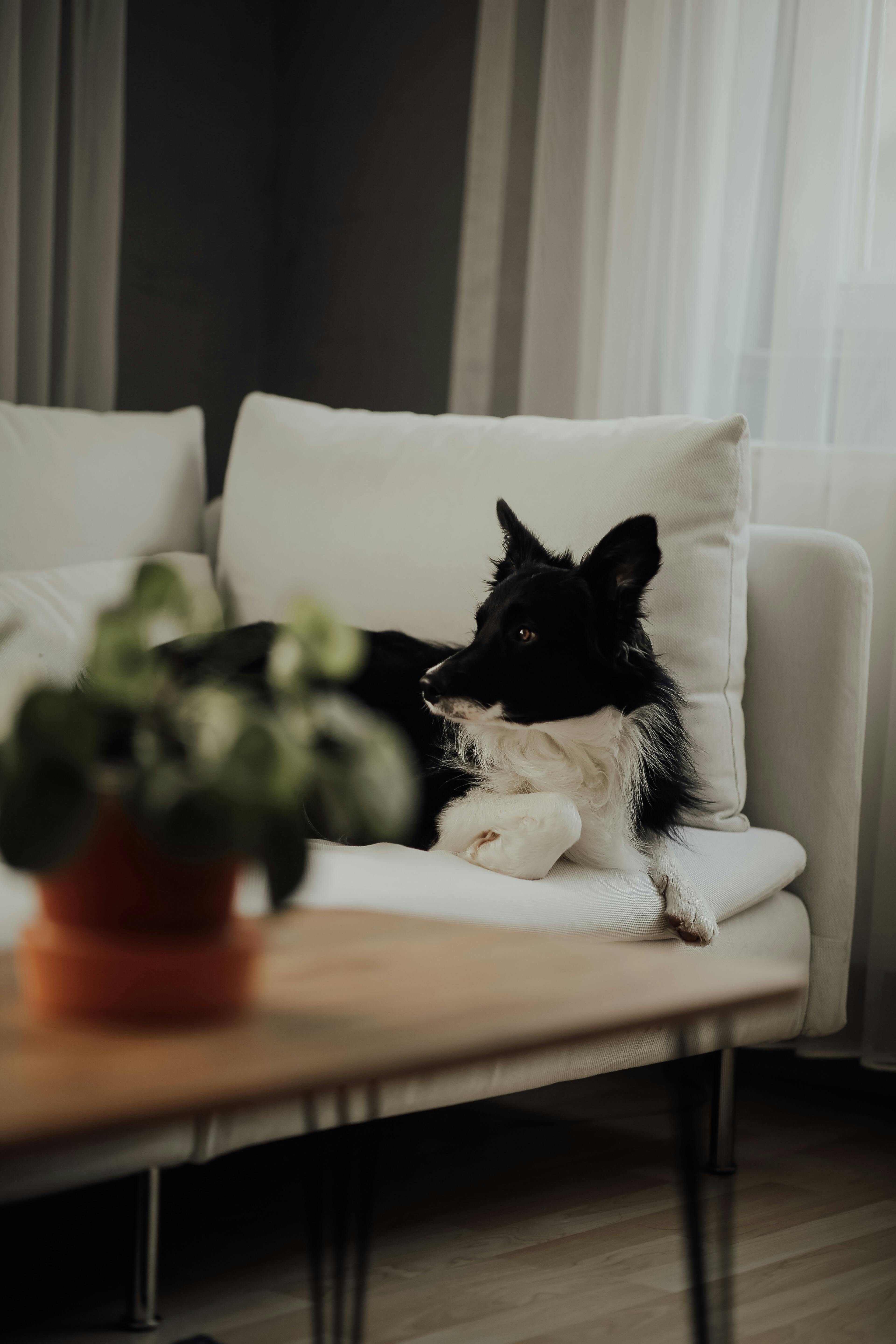 black and white dog lying on sofa in living room