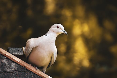 Free White Bird on Brown Wooden Fence Stock Photo