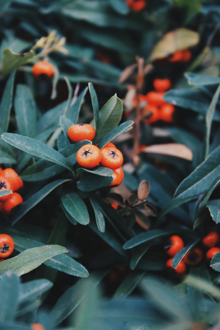 Close-up Of Formosa Firethorn Shrub 