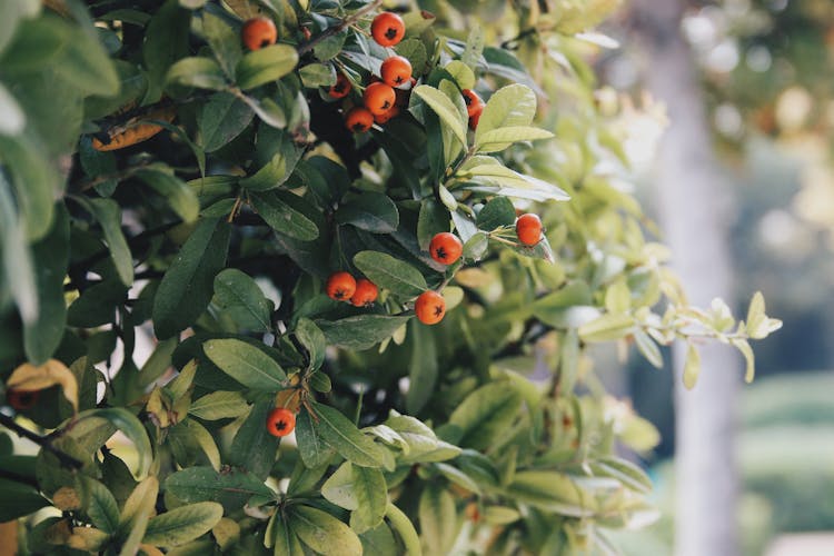 Berries Growing On Bush In Garden