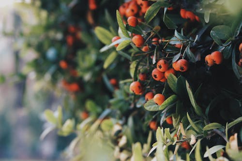 Close-up of Formosa Firethorn Shrub