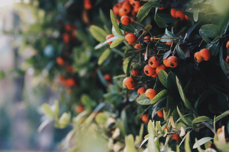 Close-up Of Formosa Firethorn Shrub